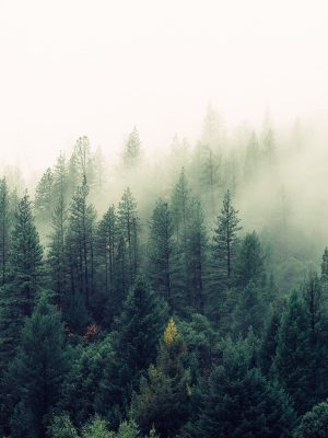 jay-mantri-TFyi0QOx08c-unsplash