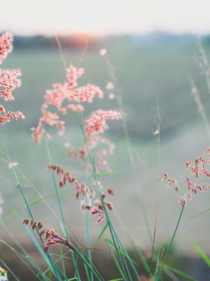 kien-do-NjT4O7WYmwk-unsplash